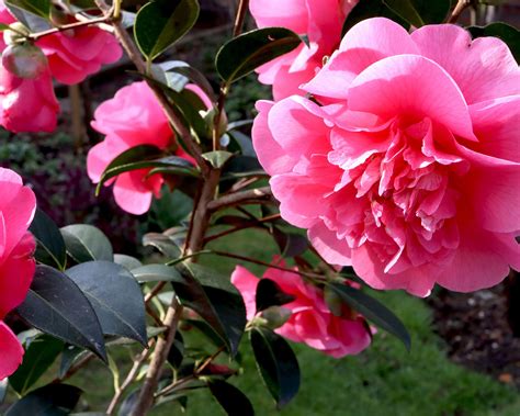 Harvest spell bloom camellia